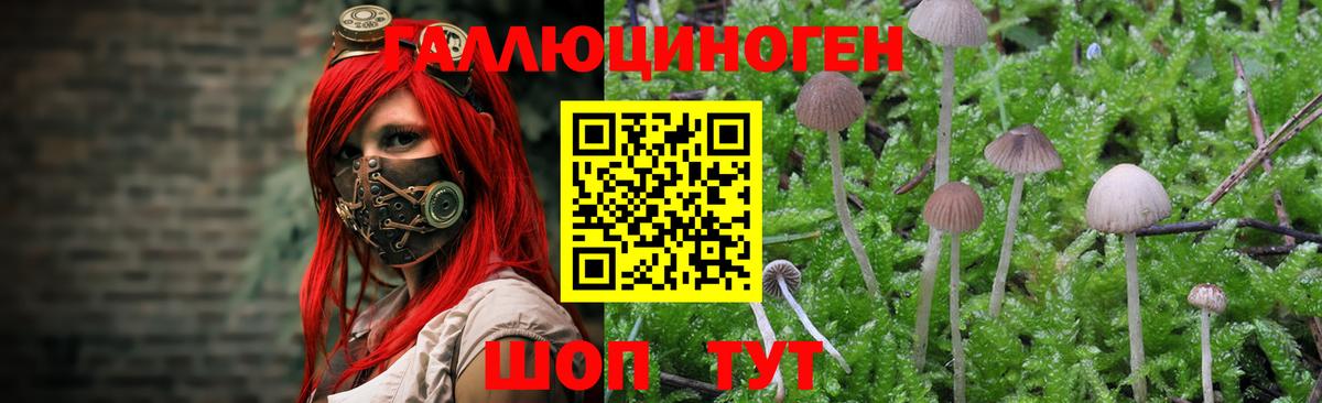 Галлюциногенные грибы Psilocybe  Вход с VPN  Качканар  Псилоцибиновые грибы GOLDEN TEACHER 