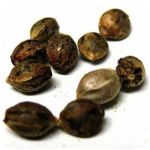 Семена марихуаны АК-47  (Seeds AK-47) в Качканаре